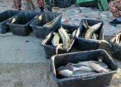 На Кубани задержали браконьеров добывающих осетров и пеленгаса 