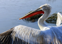 Зверье мое: что за красоту «отдал» кудрявый пеликан