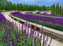 В парке Галицкого в Краснодаре стартовал сезон цветения шалфея