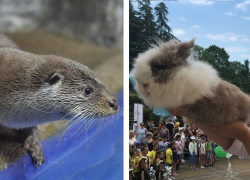 «Вангуют, как боги»: Итоги новых матчей ЧМ-2018 предсказали сочинские оракулы