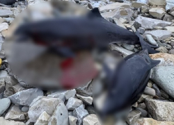 Дельфины массово выбросились на берег после разлива мазута в Краснодарском крае