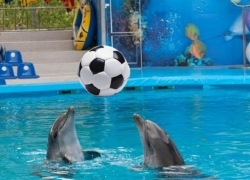 В Сочи дельфины за 100 дней до ЧМ-2018 сыграют в футбол