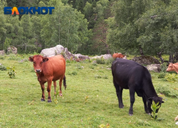На Кубани за год сократилось поголовье коров, свиней и птицы