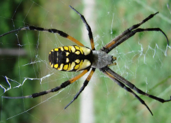 Зверье мое: для кого опасен паук-агриопа, живущий на Кубани