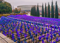 Поля электрического шалфея загорелись фиолетовым огнём в Краснодаре