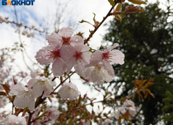 Пасмурная и дождливая суббота встретит краснодарцев