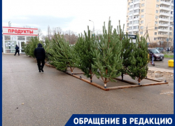 «На деревья больно смотреть»: ёлочный базар в Краснодаре столкнулся с критикой жителей