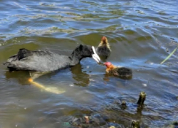 Сезон птенцов открыт: озеро Карасун пополнилось удивительными утятами