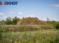 Больше тысячи жителей Кубани пострадали от опасных насекомых 