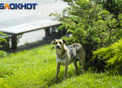 Бездомных собак отлавливают в микрорайонах и посёлках Краснодара