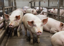 Мясокомбинат на Кубани закрыли на карантин из-за заражённых свиней