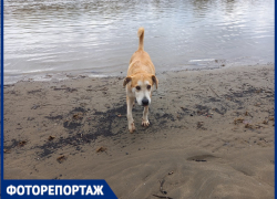 В Краснодаре показали место обещанного пляжа: мутная вода, мусор и собаки