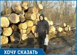 «Чистильщики леса»: на Кубани вероломно вырубают Старостаничный лес