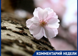 Вишня, слива и абрикос: как найти настоящую сакуру среди «двойников» в Краснодаре