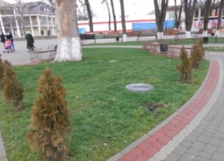 В Северском районе пенсионерка украла из парка пять ёлок