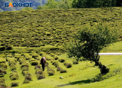 Улитки, сыр и чай с кубанских холмов: гастроместа Кубани, ради которых стоит свернуть с трассы