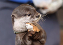 Выдра-оракул из Сочи назвал победителя ЧМ-2018