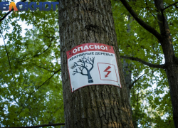 «Растения умирают без ухода и полива»: депутат гордумы настаивает на пересмотре подхода к озеленению в Краснодаре 