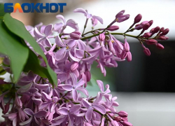 С пасмурной погоды начнется предпоследняя неделя апреля в Краснодаре 