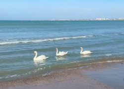 Лебеди в море шокировали туристов в Краснодарском крае 
