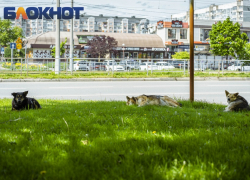 Миллиардер Олег Дерипаска планирует открыть на Кубани приюты для животных