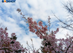 До +20 градусов прогреется воздух в Краснодаре