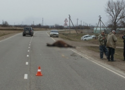 В кубанском селе парень на "Ладе" сбил лошадь насмерть