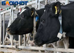 Животных в кубанской станице отправят на убой из-за опасной инфекции