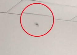 Паука «размером с мизинец» заметили в детской инфекционке Краснодара