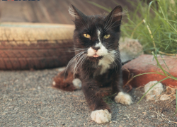 Погода не преподнесёт сюрпризов краснодарцам 14 августа 