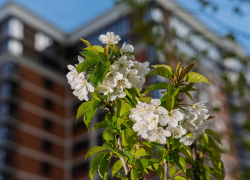 Место любования: в микрорайоне «Самолёт» зацвела фруктовая аллея