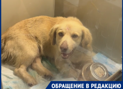 В Краснодаре живодёры расстреляли собаку и выбросили на трассу