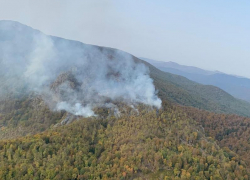 На Кубани тушат лесной пожар на площади более 17 гектаров 