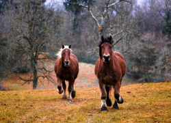 Житель Дагестана похитил шесть лошадей в Краснодарском крае