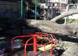 Огромное дерево рухнуло на детскую площадку в Сочи