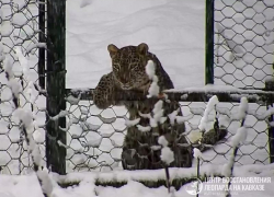 Кубанские леопарды искупались в сугробах