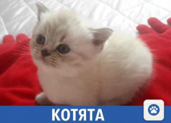 Продаются шотландские котята