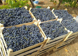 Кубань надеется на увеличение поставок сельхозпродукции из Узбекистана 