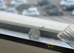 Стрельбу у кинотеатра «Аврора» прокомментировали в мэрии Краснодара