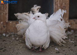 Они решали исход войн: как голуби исчезают в Краснодарском крае