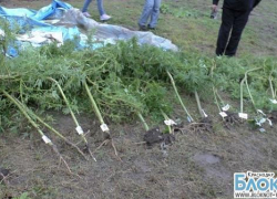 В Краснодарском крае кусты конопли выращивали под видом малины