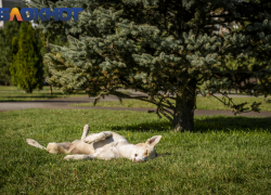 Бездомных собак две недели будут отлавливать в Краснодаре