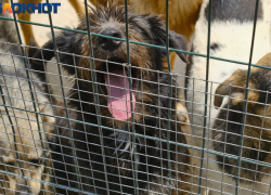 Охотничий инстинкт? В Краснодаре на людей нападают пауки, в Астрахани – лошади, а в Ростове и Волгограде – волки 