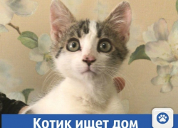 Котик в добрые руки