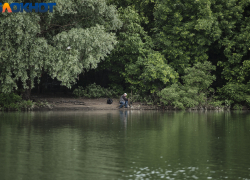Пираньи, сомы-мутанты и крокодилы: что скрывают воды реки Кубань 