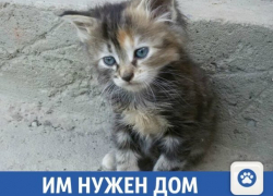  Пушистые комочки нуждаются в доме! 