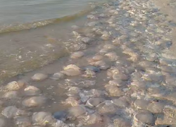 Тысячи мёртвых медуз обнаружили на берегу моря в Краснодарском крае