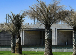 Растение из Чили: как «слоновые пальмы» выживают зимой в парке Галицкого