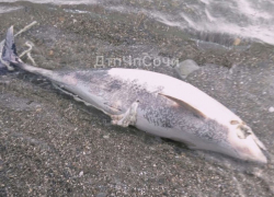 Проткнутого гарпуном дельфина нашли в Сочи