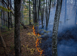 Причиной пожара под Анапой стало неосторожное обращение с огнем